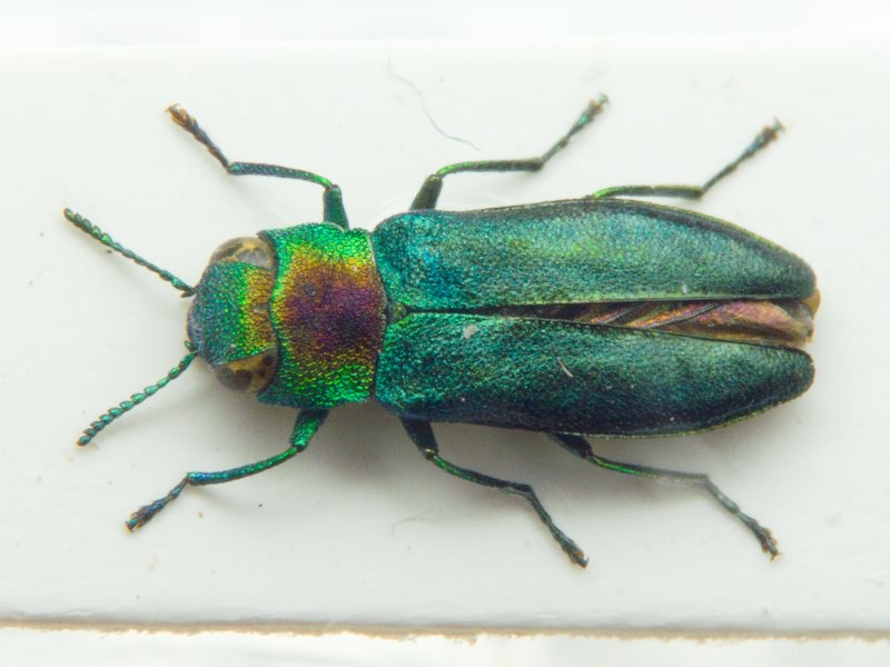 Anthaxia tuerki Ganglbauer, 1886